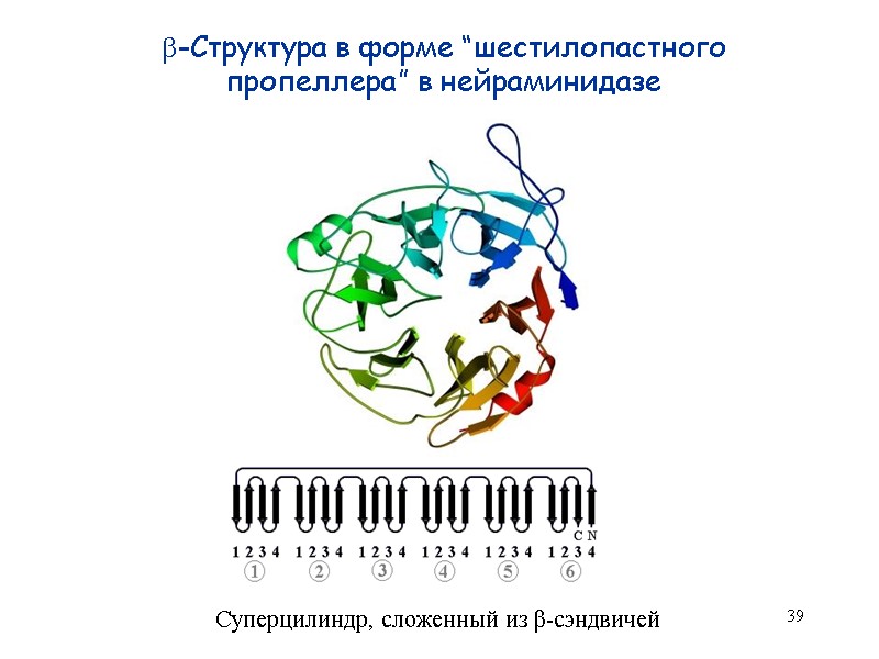 39 -Cтруктура в форме “шестилопастного пропеллера” в нейраминидазе Суперцилиндр, сложенный из β-сэндвичей